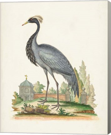 Framed Antique Heron &amp; Cranes II Print