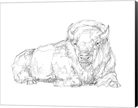 Framed Bison Contour Sketch I Print