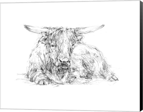 Framed Highland Cattle Sketch II Print