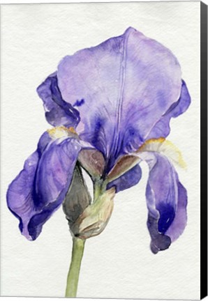 Framed Iris in Bloom I Print