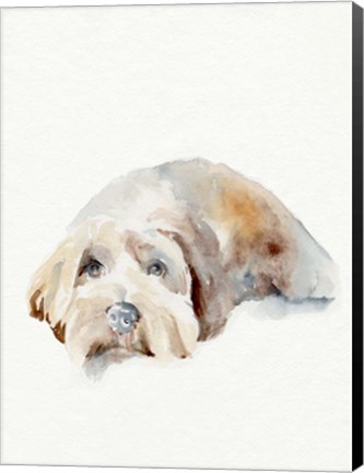 Framed Scruffy Puppy II Print