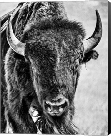 Framed Buffalo Portrait Print