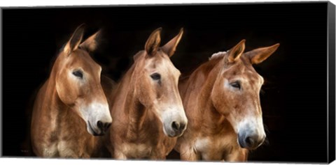 Framed Collection of Horses IV Print