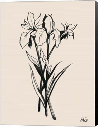 Framed Iris Sketch II Print