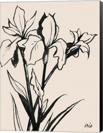 Framed Iris Sketch III Print