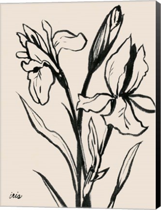 Framed Iris Sketch IV Print