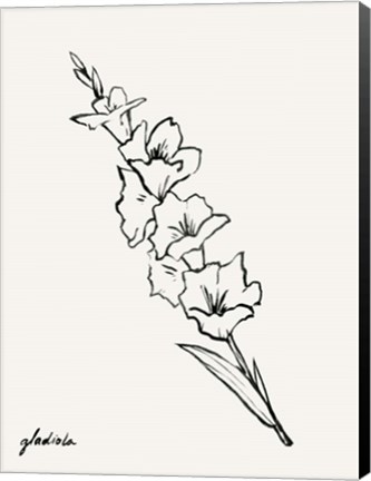 Framed Gladiola Sketch I Print