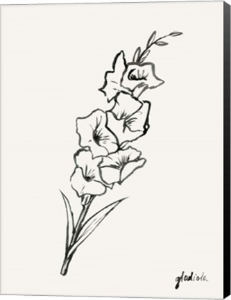 Framed Gladiola Sketch II Print