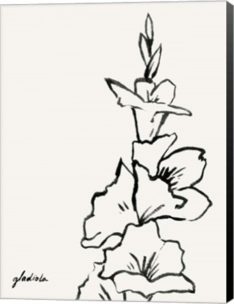 Framed Gladiola Sketch IV Print