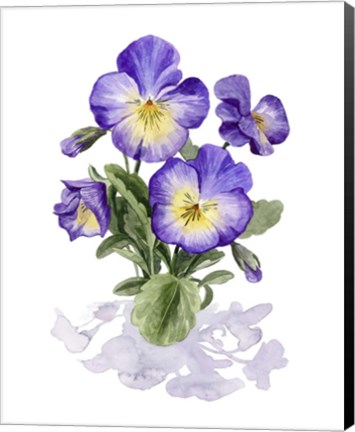 Framed Viola Pansies I Print