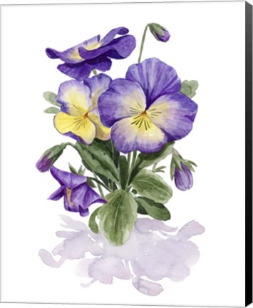 Framed Viola Pansies II Print