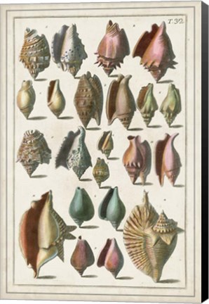 Framed Grand Seba Shells III Print