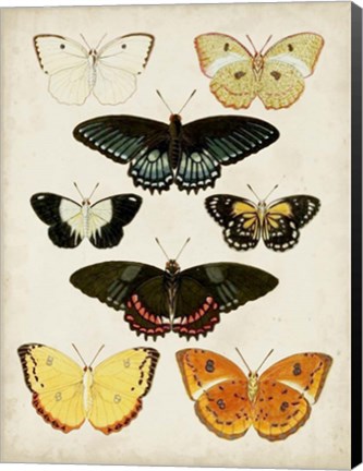 Framed Butterflies Displayed III Print