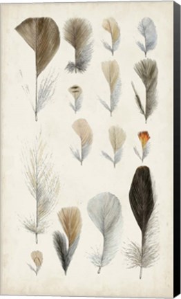 Framed Antique Bird Feathers I Print