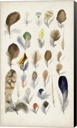 Framed Antique Bird Feathers II Print