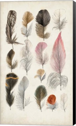 Framed Antique Bird Feathers III Print
