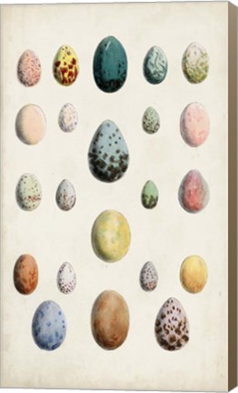 Framed Antique Bird Eggs II Print