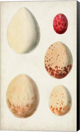 Framed Antique Bird Eggs III Print