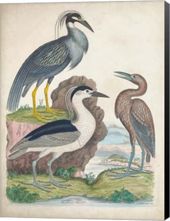 Framed Antique Heron &amp; Waterbirds I Print