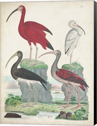 Framed Antique Heron &amp; Waterbirds II Print