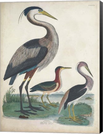 Framed Antique Heron &amp; Waterbirds IV Print