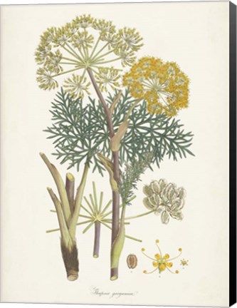 Framed Saffron Botanicals I Print