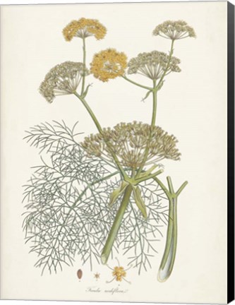 Framed Saffron Botanicals II Print