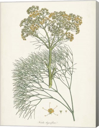 Framed Saffron Botanicals III Print