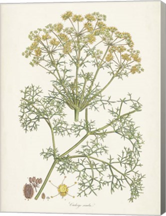 Framed Saffron Botanicals IV Print