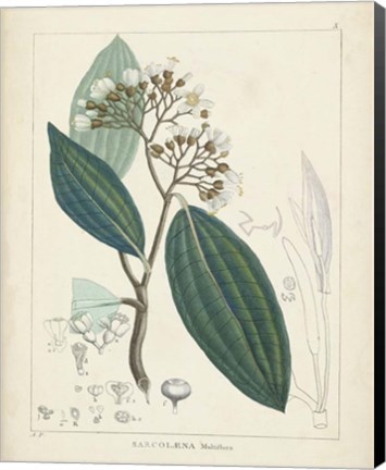 Framed Vintage Verdure I Print