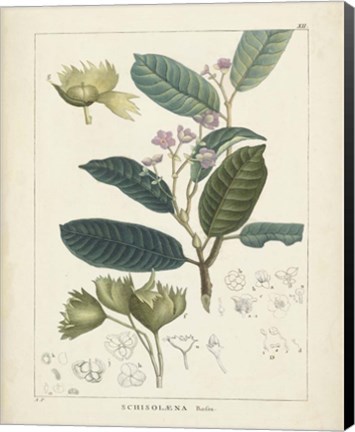 Framed Vintage Verdure II Print