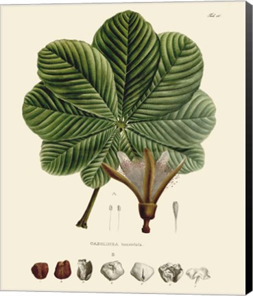 Framed Luscious Leaves I Print