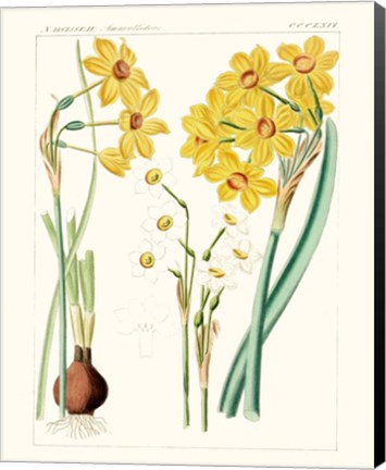Framed Bright Botanicals III Print