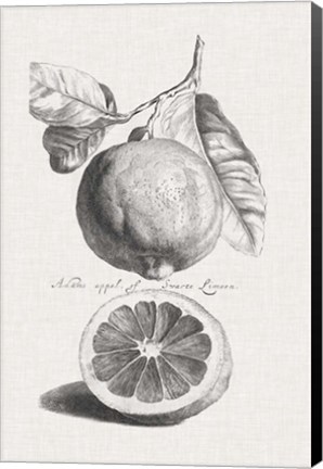 Framed Antique Lemons &amp; Oranges IV Print