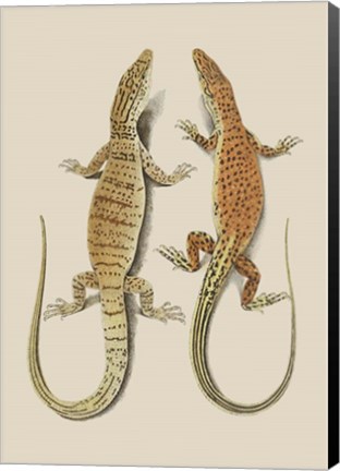 Framed Antique Lizards I Print