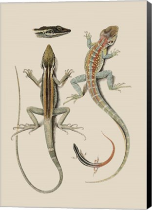 Framed Antique Lizards II Print