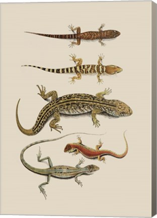 Framed Antique Lizards III Print
