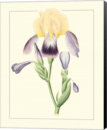 Framed Purple Irises II Print