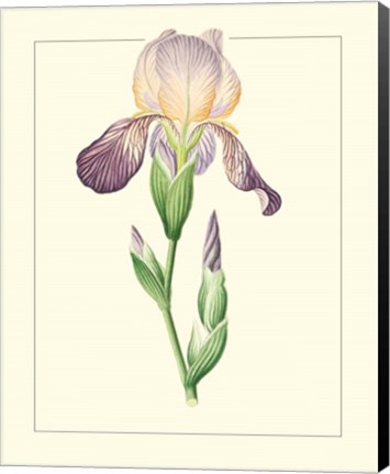 Framed Purple Irises III Print