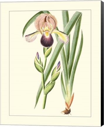 Framed Purple Irises IV Print