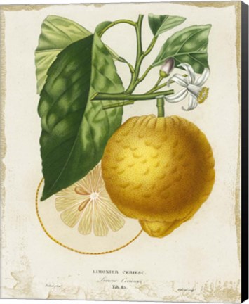 Framed French Lemon I Print