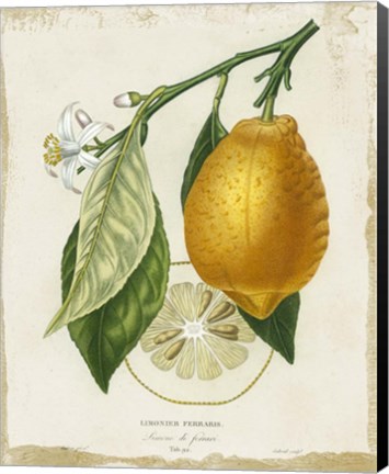 Framed French Lemon II Print