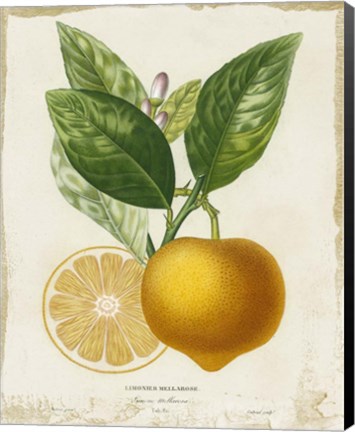 Framed French Lemon III Print