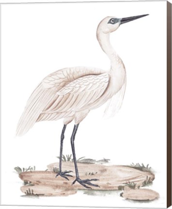 Framed White Heron II Print