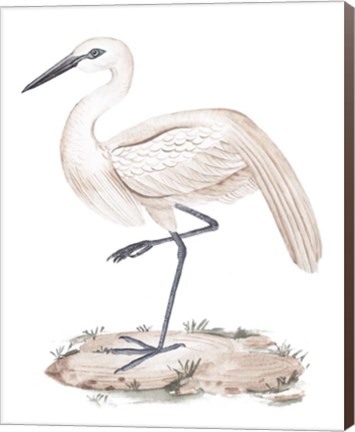 Framed White Heron III Print