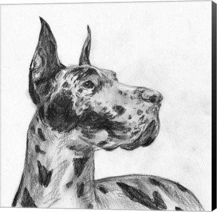 Framed Great Dane Portrait II Print