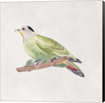 Framed Bird Sketch III Print