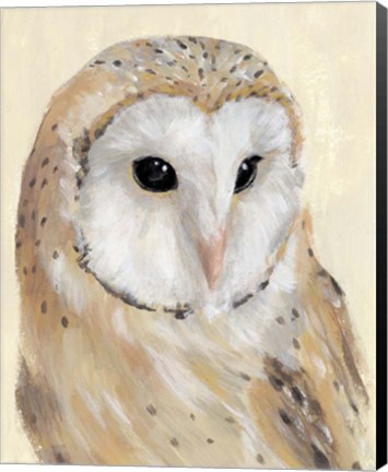 Framed Common Barn Owl II Print