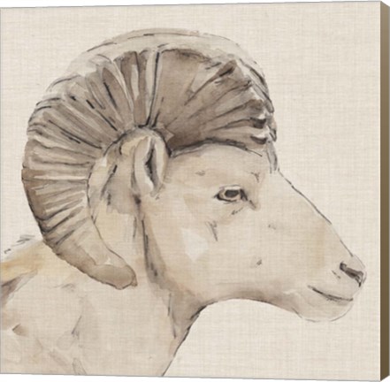 Framed Bighorn Profile II Print