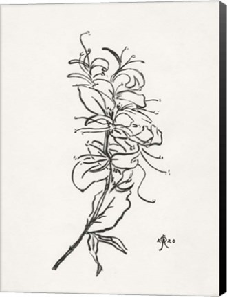 Framed Floral Ink Study VI Print